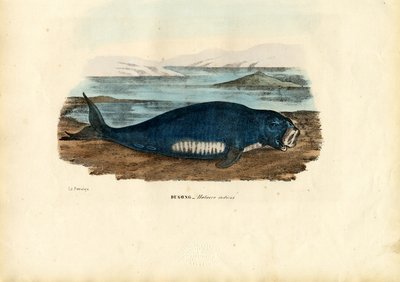 Dugong, 1863-79 von Raimundo Petraroja